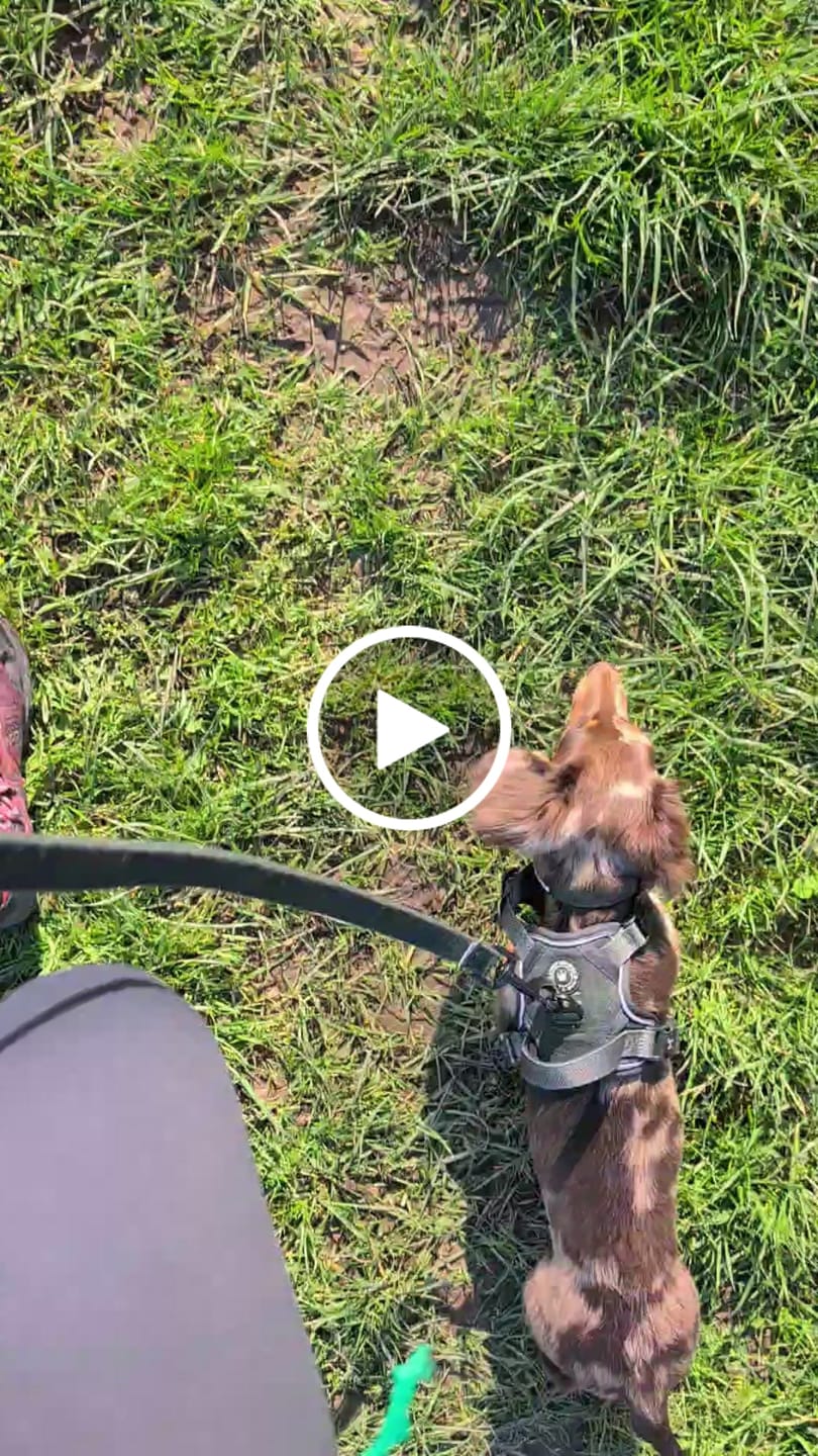Customer video review of Trail & Glow Tweed Dog Harness - Forest Tweed
