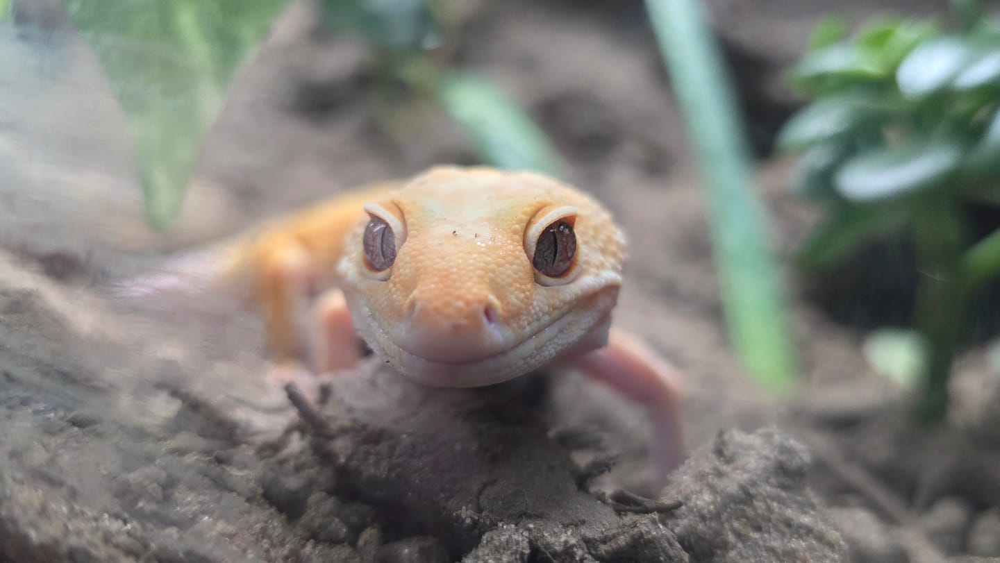 Customer photo review of Female Firewater (Rainwater Albino + Tangerine)
