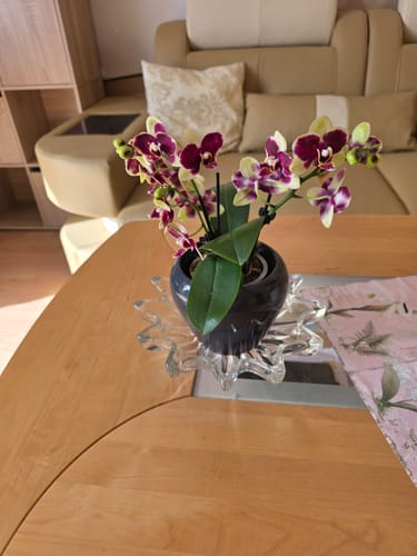 Ein Kunde zeigt seine Table Dance Donauwelle Orchidee mit üppigen, gelb-lila Blüten auf einem Wohnzimmertisch.