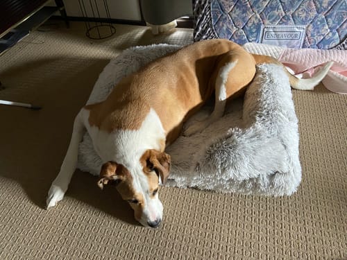 Customer's large dog overflowing from the small, grey plush Pet Orthopaedic Bed onto the carpet.