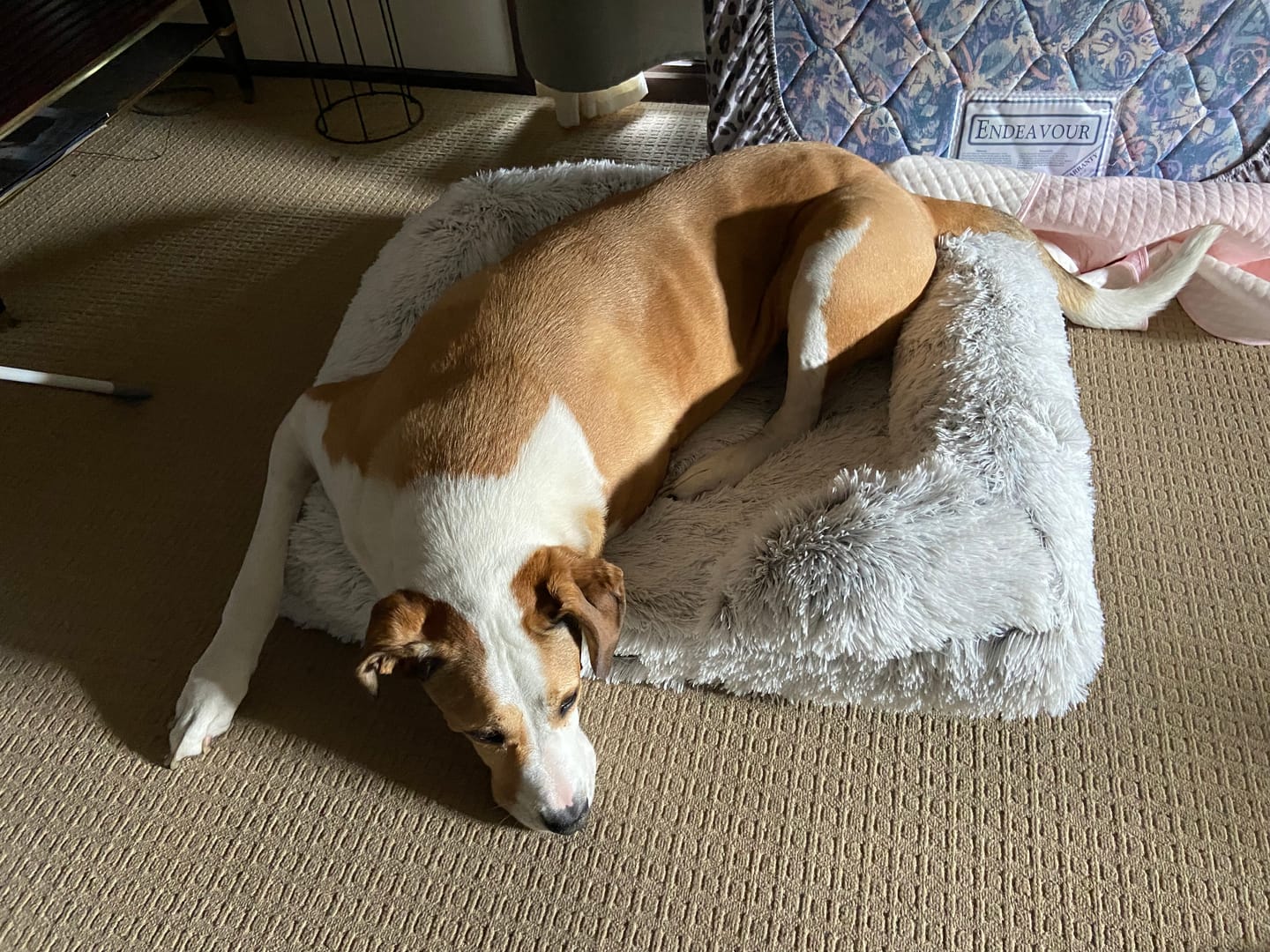 Customer photo review of Pet Orthopaedic Bed