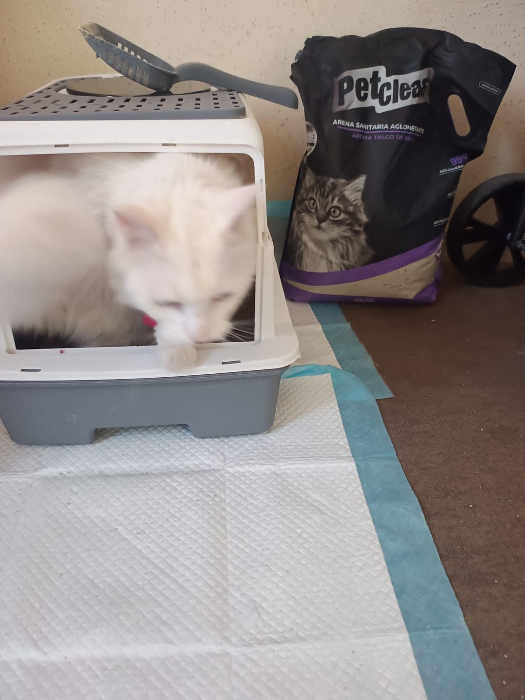 Customer photo review of ARENA SANITARIA PETCLEAN AROMA TALCO DE BEBE 10KG