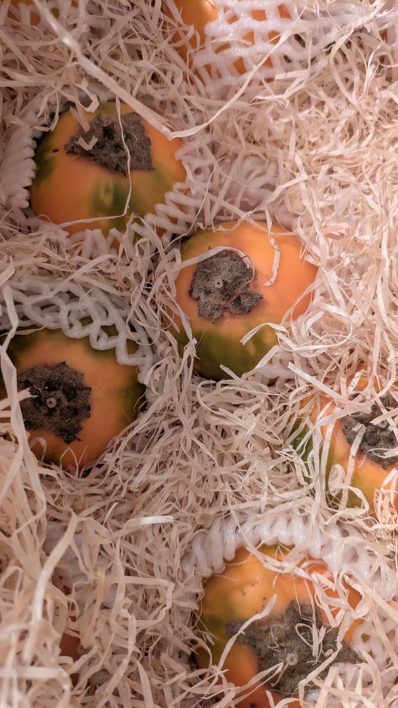 Customer photo review of Lulo (Naranjilla)