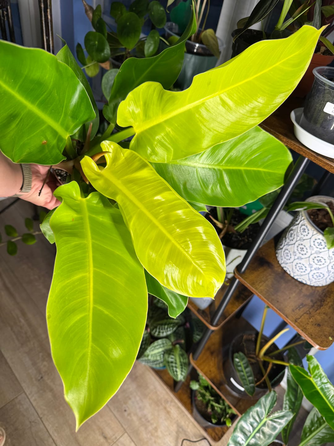 Customer photo review of Philodendron 'Moonlight'
