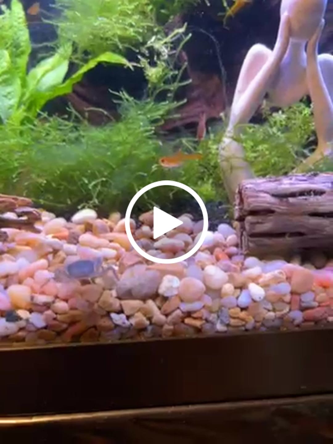 Customer video review of Freshwater Pom Pom Crab (Ptychognathus barbatus)