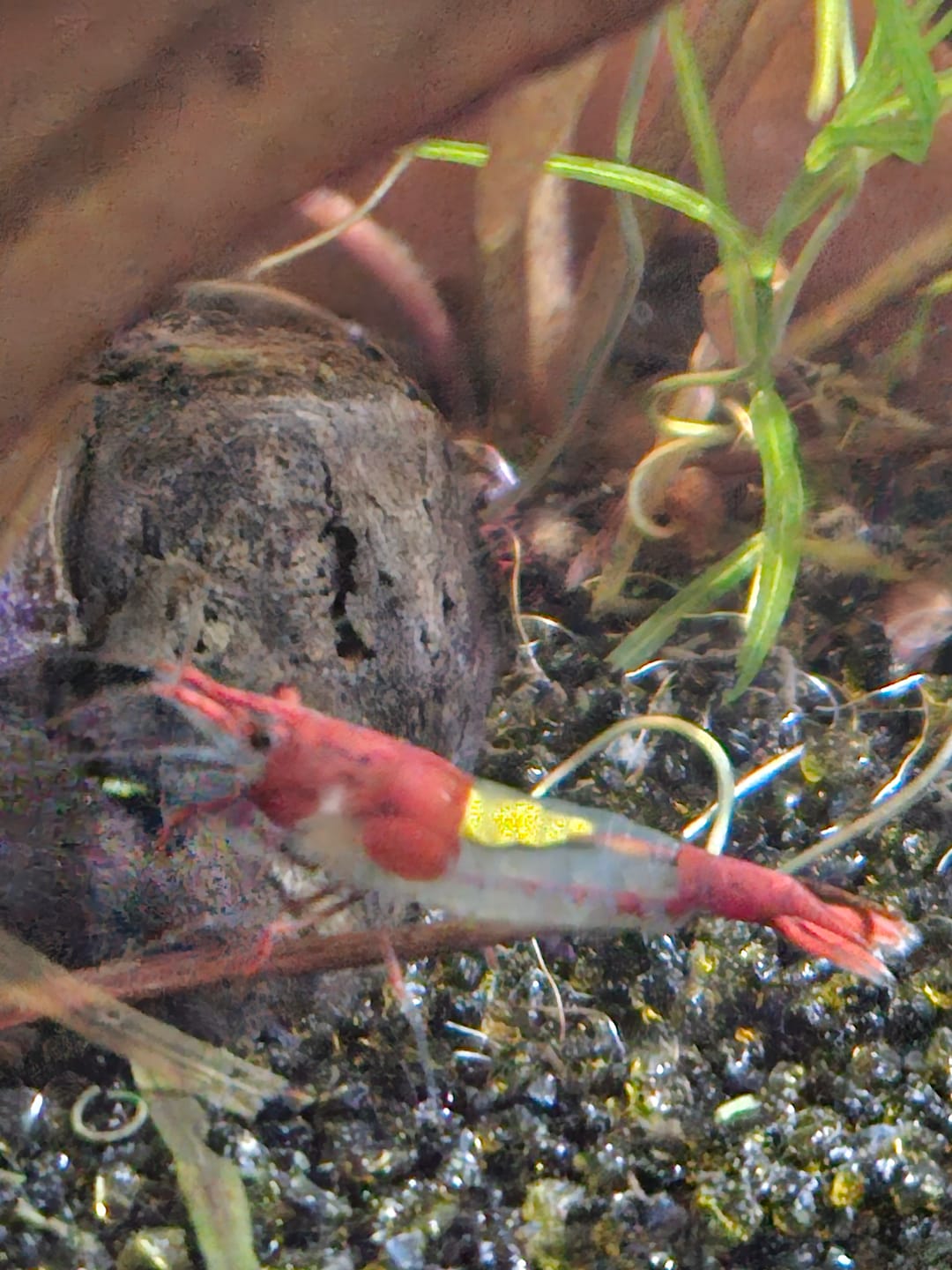 Customer photo review of Blue Velvet Shrimp