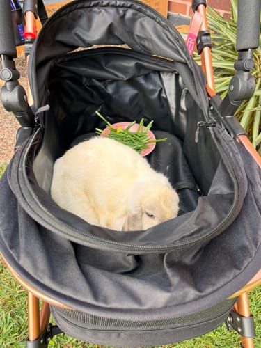 Customer photo review of Pet Stroller with ISO-FIX Car Carrier