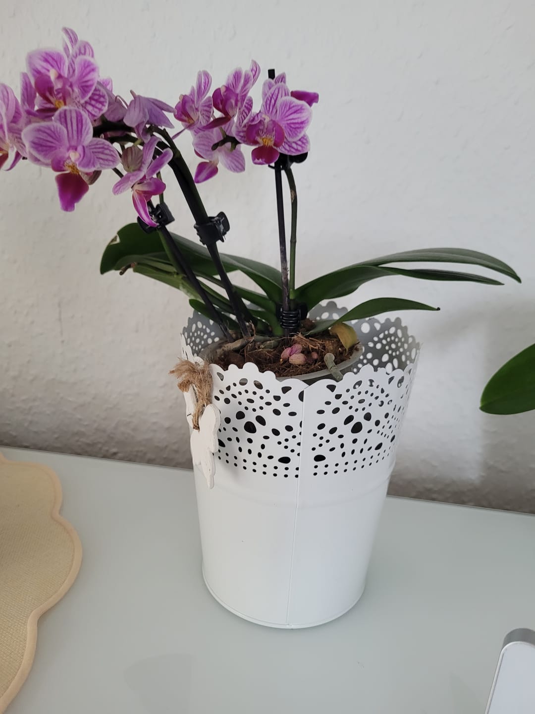 Customer photo review of Table Dance Salta mit lila-gestreiften Blüten und 2+ Rispen