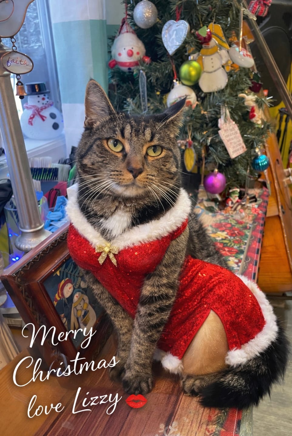 Customer photo review of Cat Mange Treatment | Sarcoptic, Demodectic & Ear Mites
