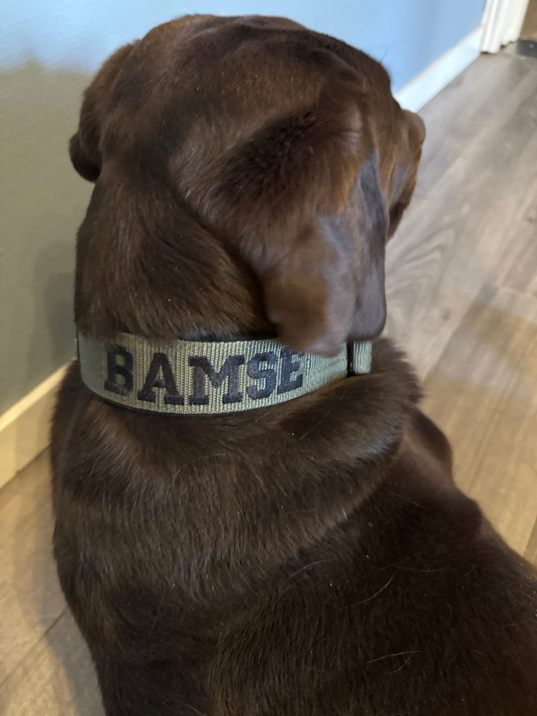 Customer photo review of Martingale halsband med namn