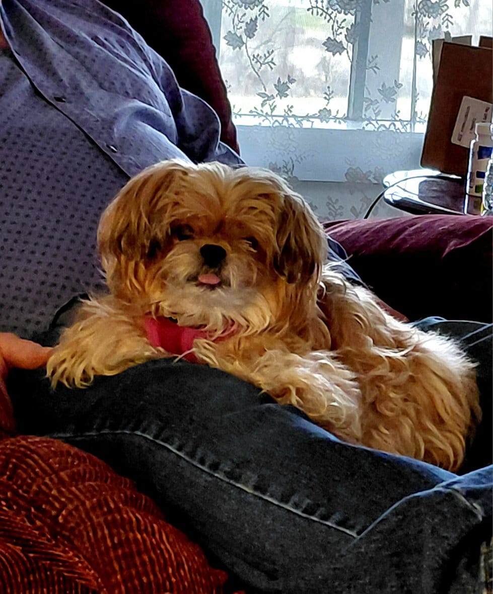 Customer photo review of Daily Support CBD Oil for Pets Under 20lbs