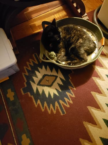Customer photo review of Instinct Basket | Meet the first research-backed natural territory for indoor cats