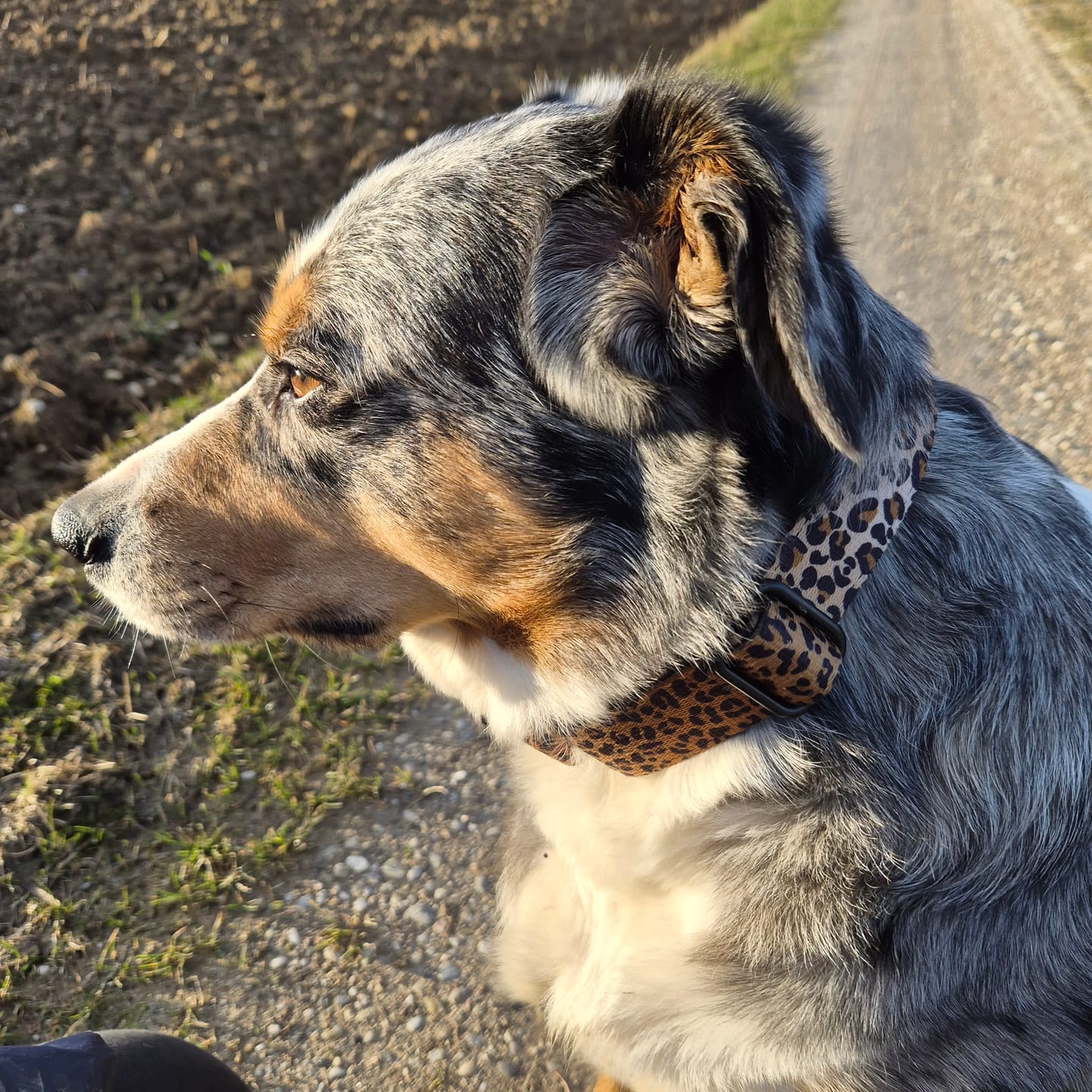 Customer photo review of Martingale Leopard - Brett fodrat hundhalsband halvstryp