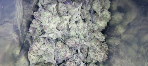 Customer photo review of Light Assist THCA Smalls