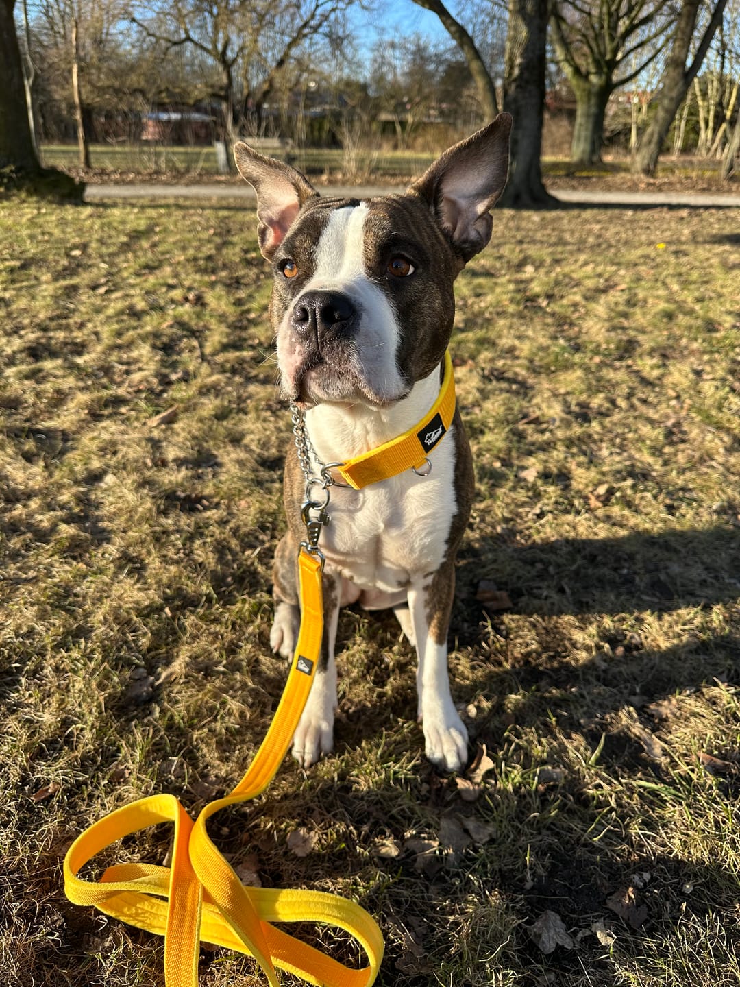 Customer photo review of Martingale Chain Set Yellow – Halvstryp halsband & koppel
