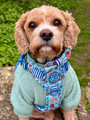 Customer photo review of Disney© Bow Tie - Tails Of Love