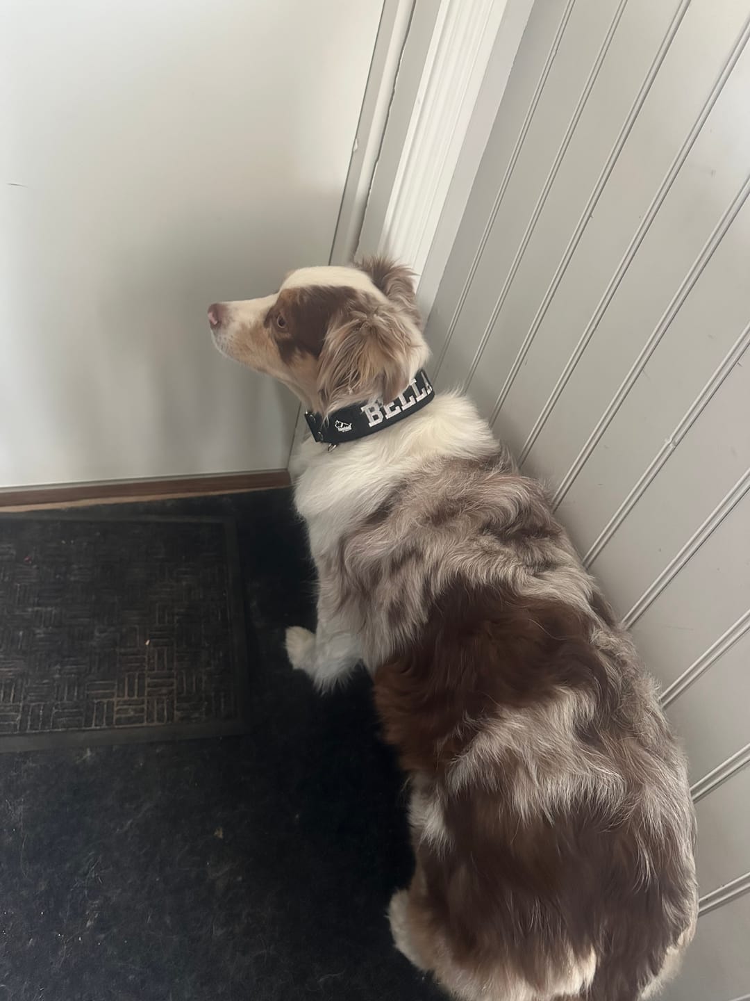 Customer photo review of Martingale halsband med namn