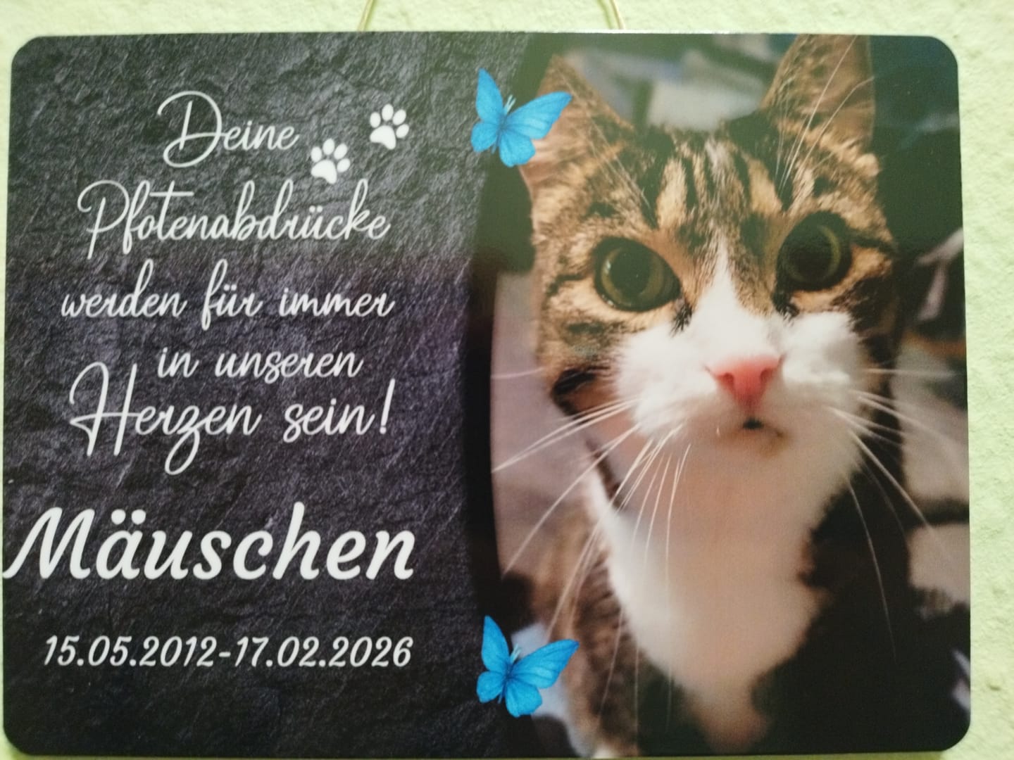 Customer photo review of Katzen Gedenktafel mit Foto & Spruch (UV- & Wetterfest)