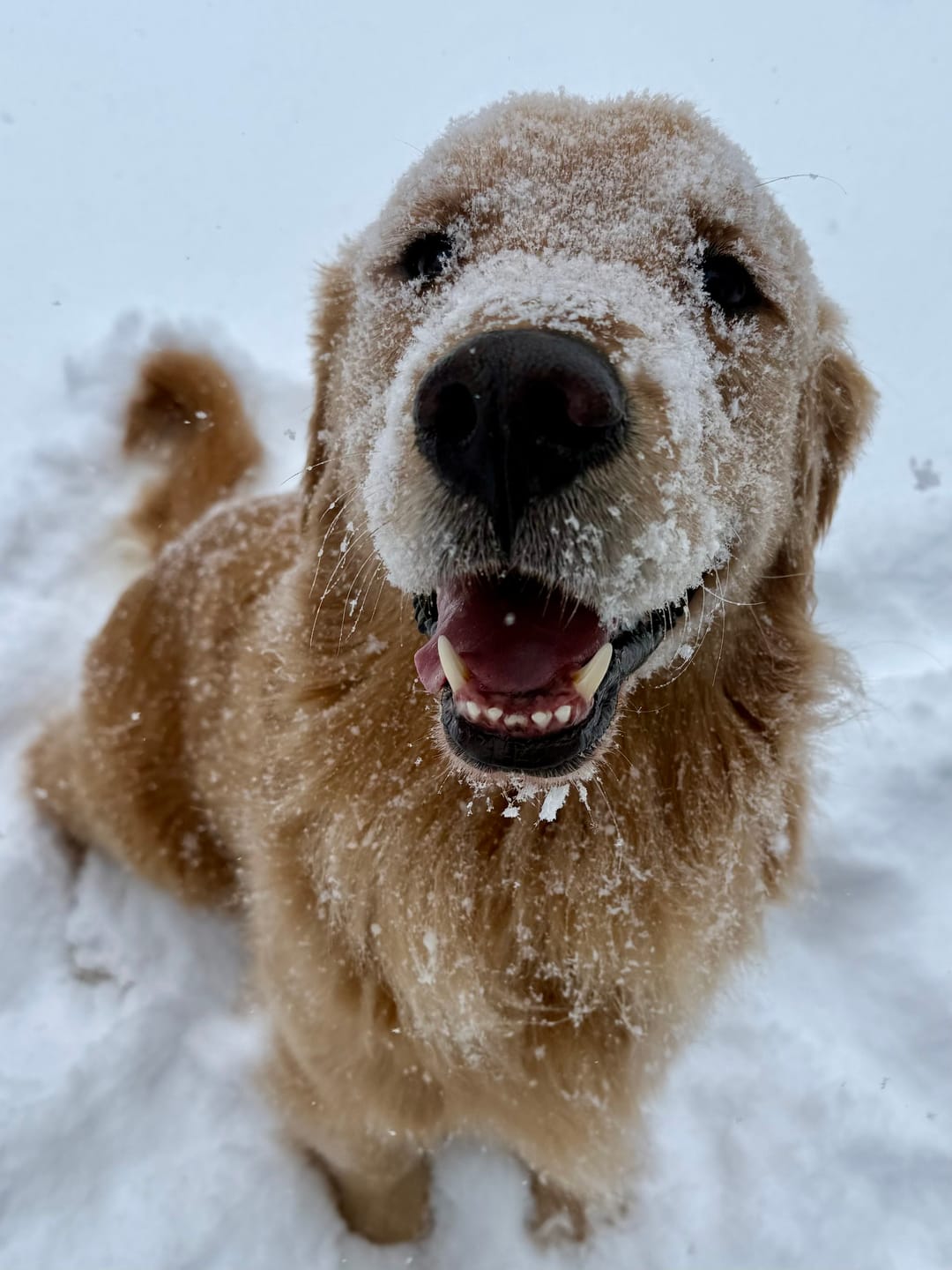 Customer photo review of Himalayan Yak Chew (EXTRA LARGE)