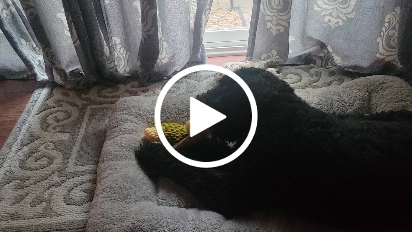 Customer video review of Medium Ostrich Cane (10" x 3"): The Long-Lasting, Flavor-Packed Chew for Medium & Large Dogs