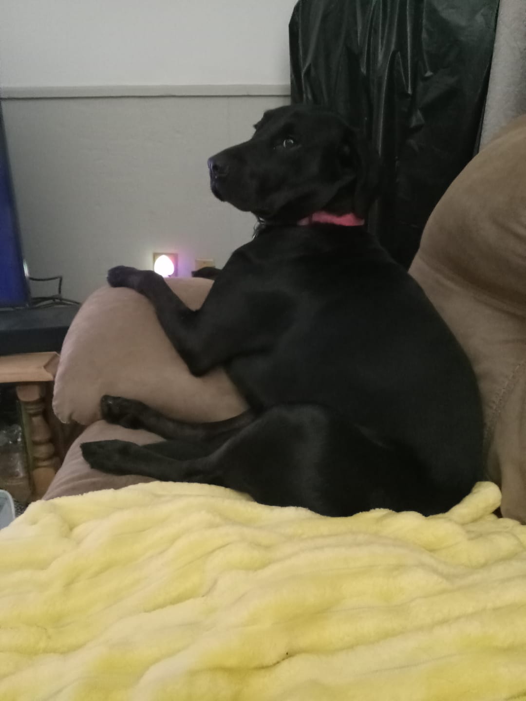 Customer photo review of 6 Inch Standard 31 Pack - Bully Sticks