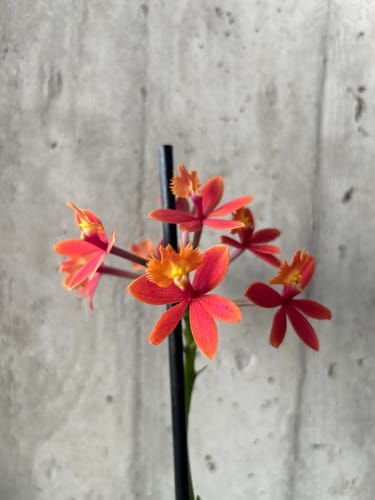 Kunde zeigt eine Nahaufnahme der leuchtenden, orange-roten Blüten der Epidendrum Nordic Fire Orchidee.