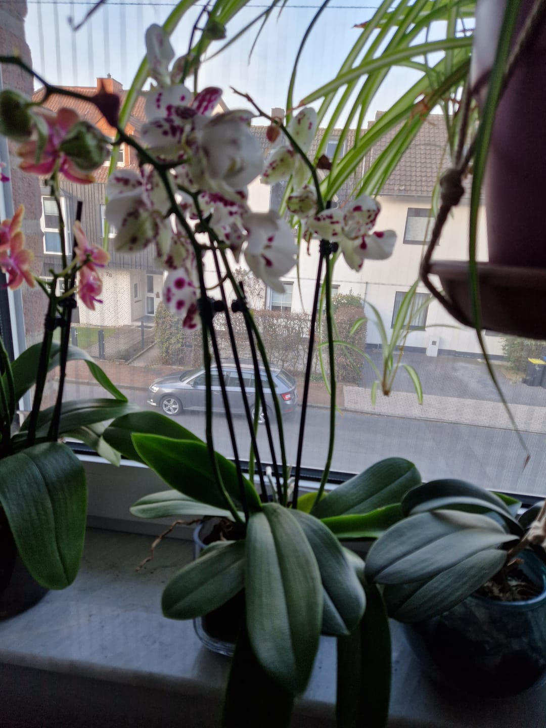 Customer photo review of Große Two of Us Marrakesh mit gefleckten Blüten und 4 Rispen
