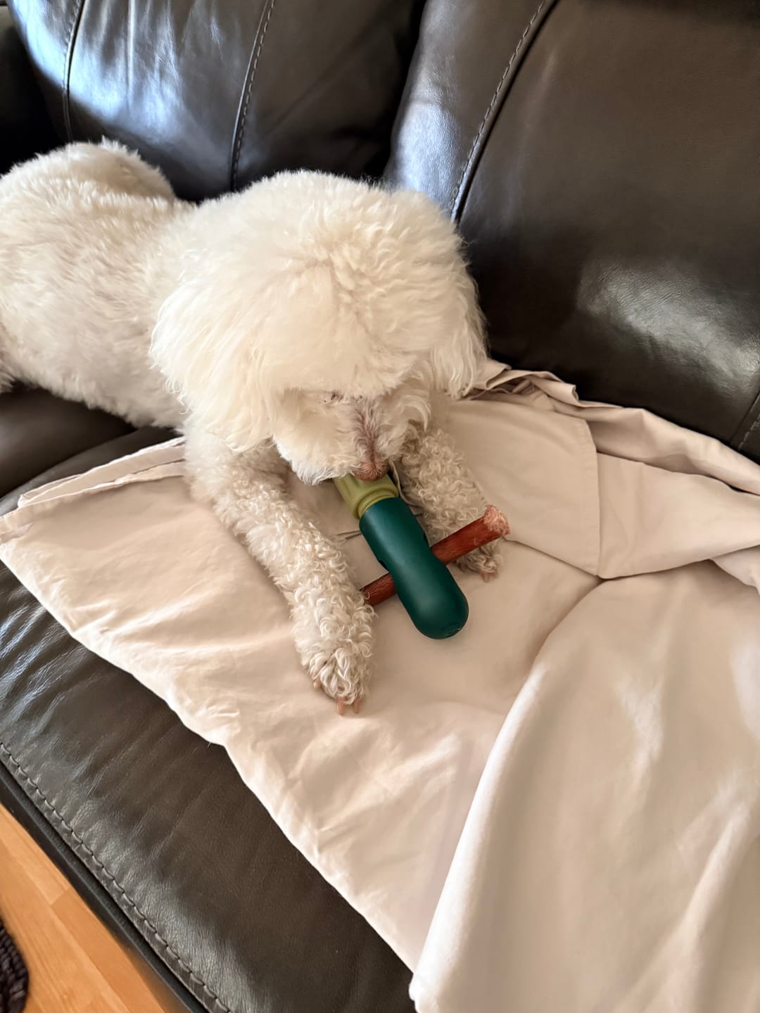 Customer photo review of 6 Inch Standard Bully Sticks