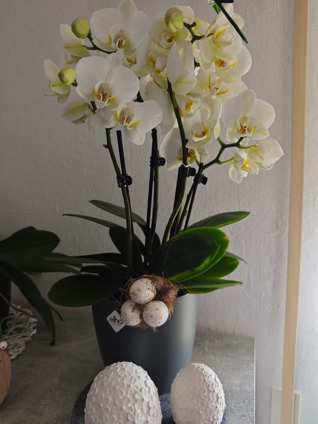 Customer photo review of Große Two of Us Weiß mit weißen Blüten und 5+ Rispen