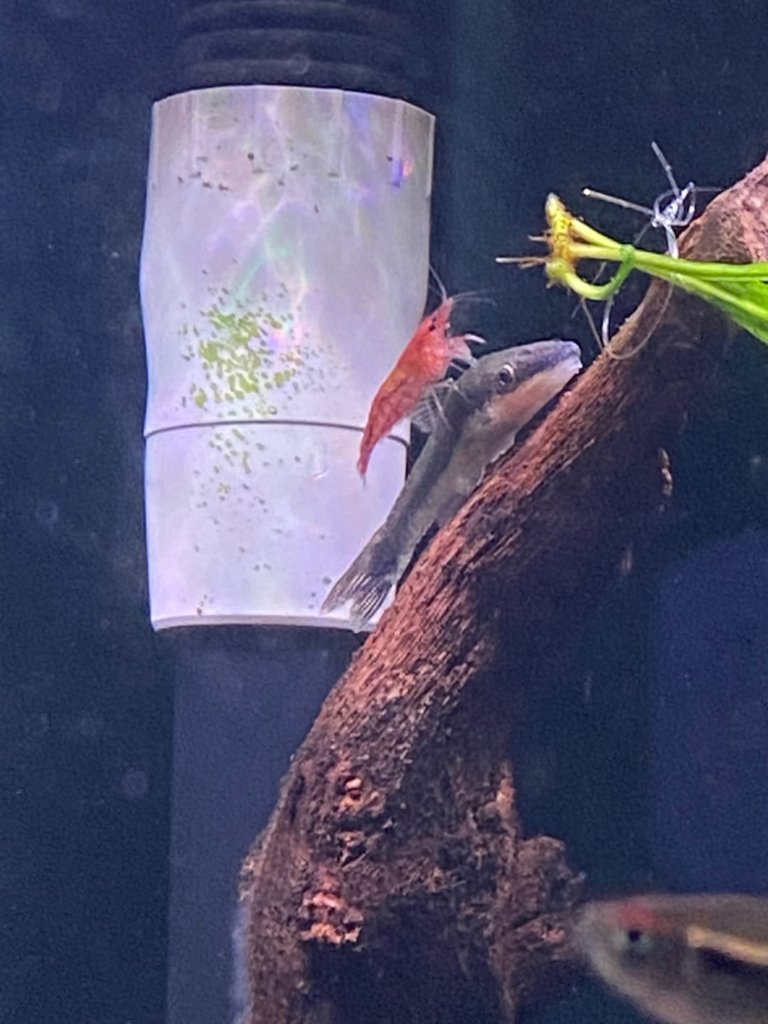 Customer photo review of Orange Sunkist Shrimp