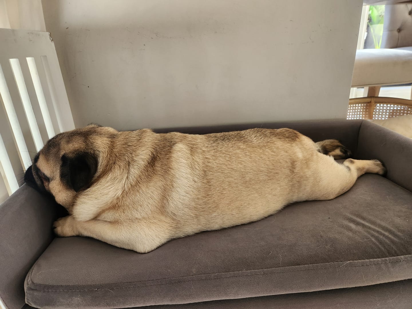 Customer photo review of Dog Sofa Bed Pet Lounge Couch