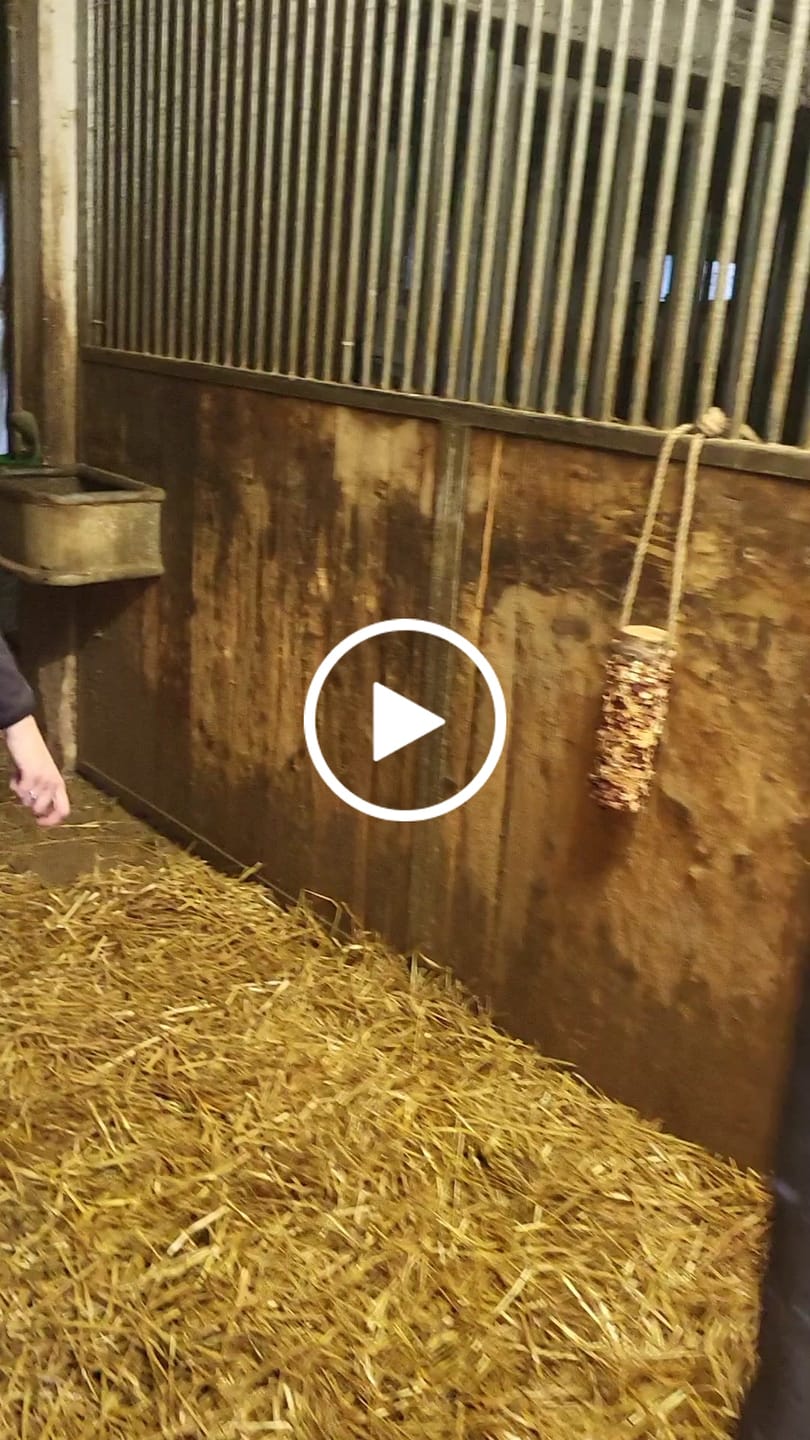 Customer video review of Knusperholz - limitiert! Der natürliche Knabberspaß für dein Pferd