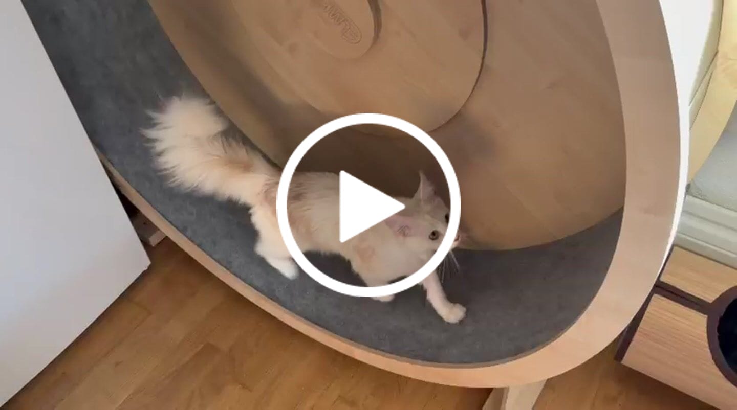 Customer video review of Elmato Katzenlaufrad Rocky Standmodell