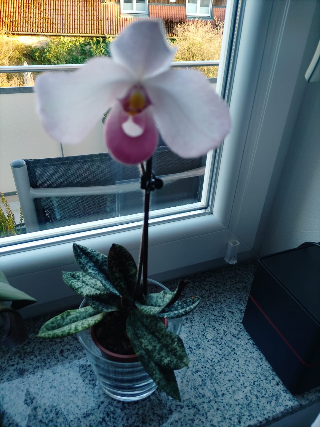 Customer photo review of Epidendrum Nordic Fire Dauerblüher mit orange-roten Blüten und 1 Rispe