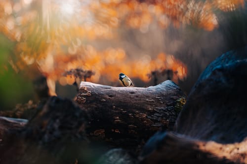 Reviewer's photo of a small bird on a log, edited with a preset creating a warm, moody effect.