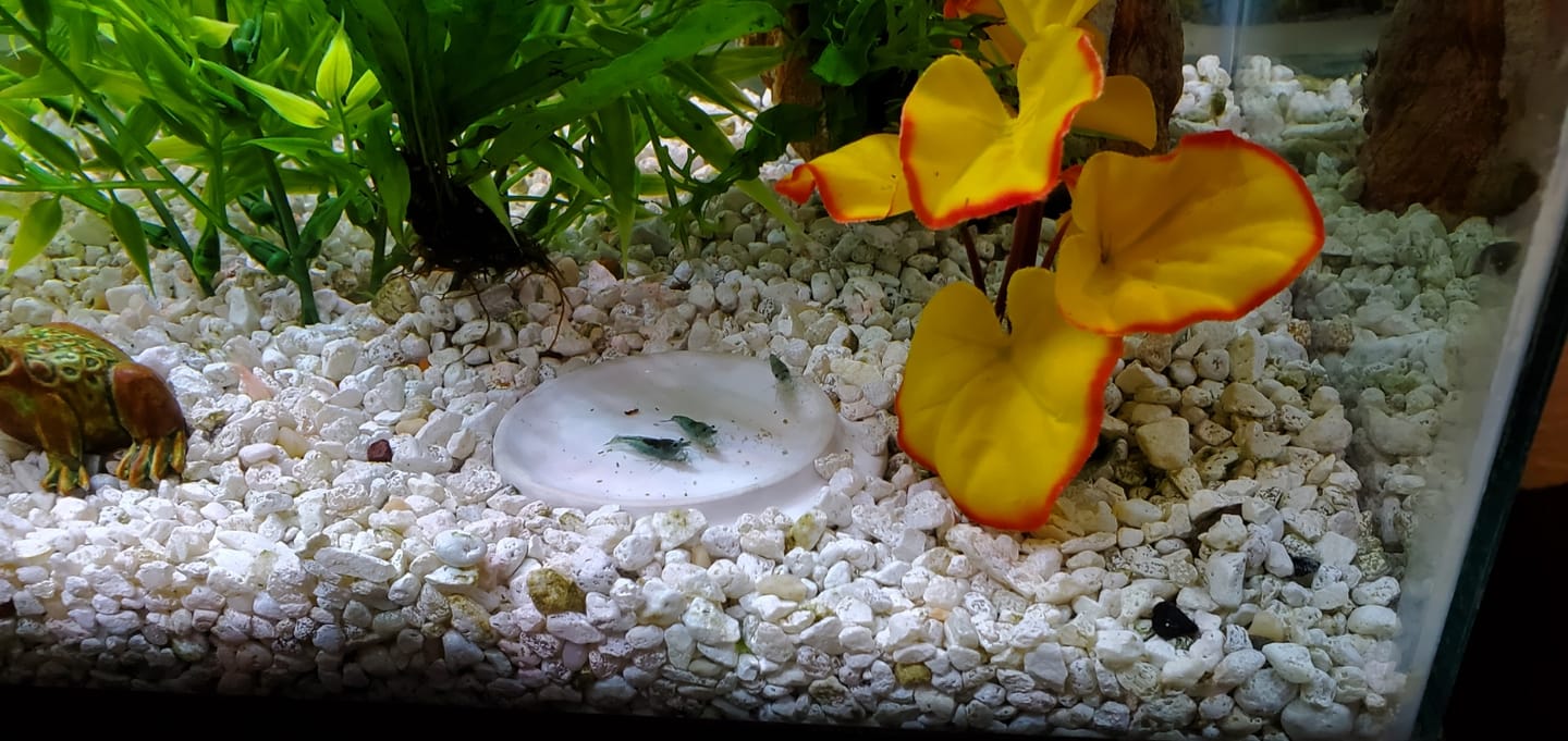 Customer photo review of Blue Velvet Shrimp