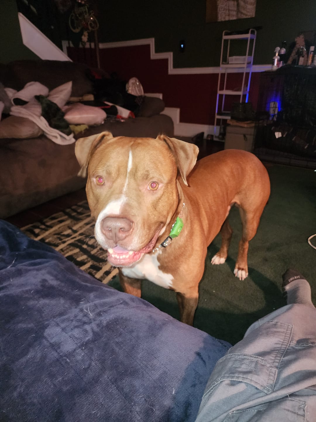 Customer photo review of Chicken Feet for Dogs