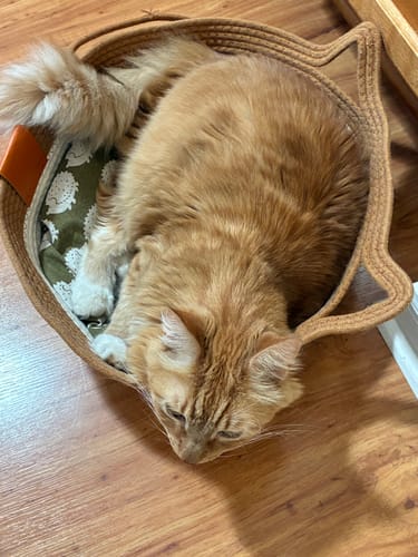 Customer photo review of Instinct Basket | Handwoven & Chemical-Free Cat Territory