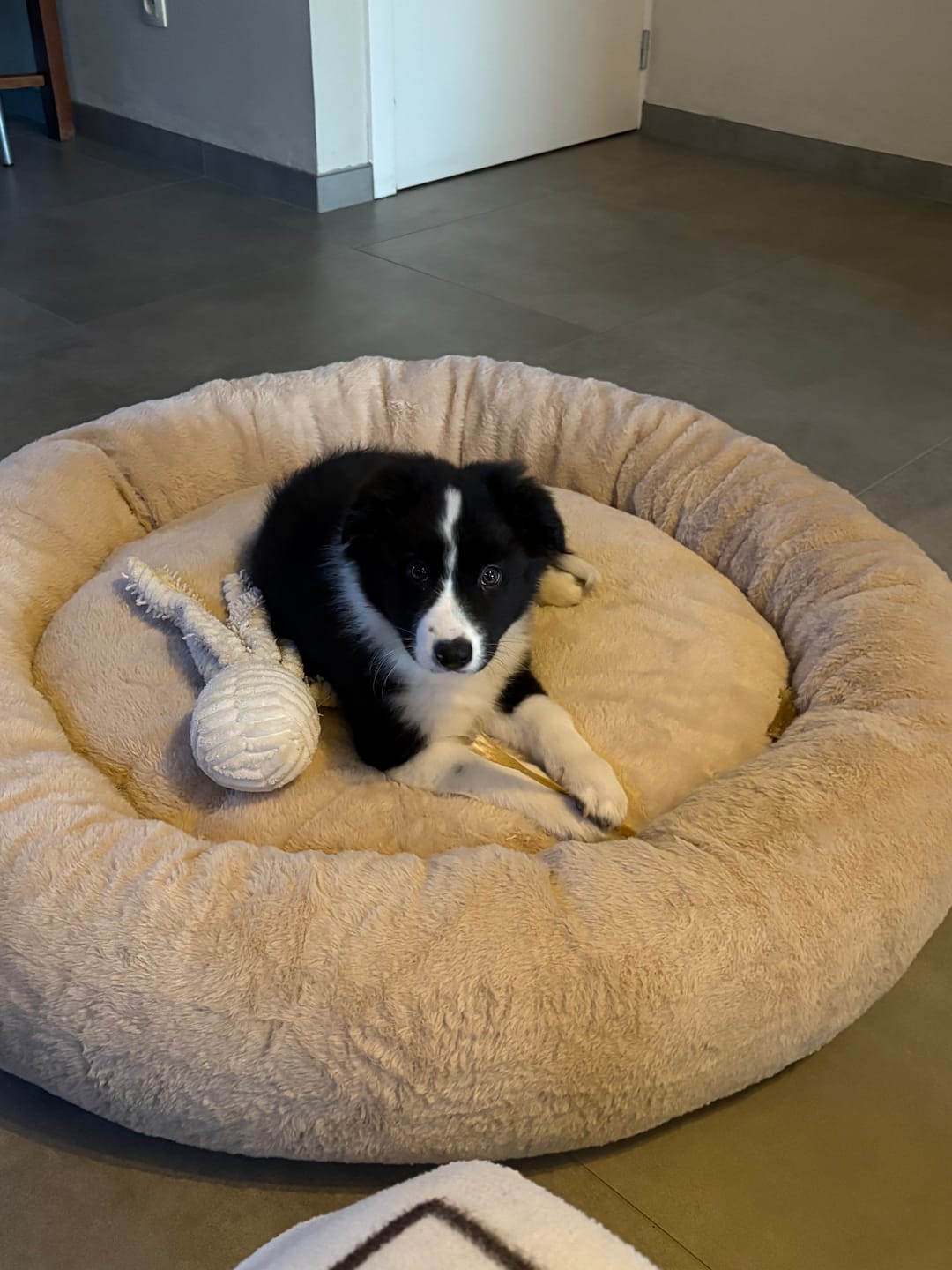 Customer photo review of Pet Perfect Hoes (ENKEL HOES) voor Orthopedische Donutmand - ZONDER VULLING
