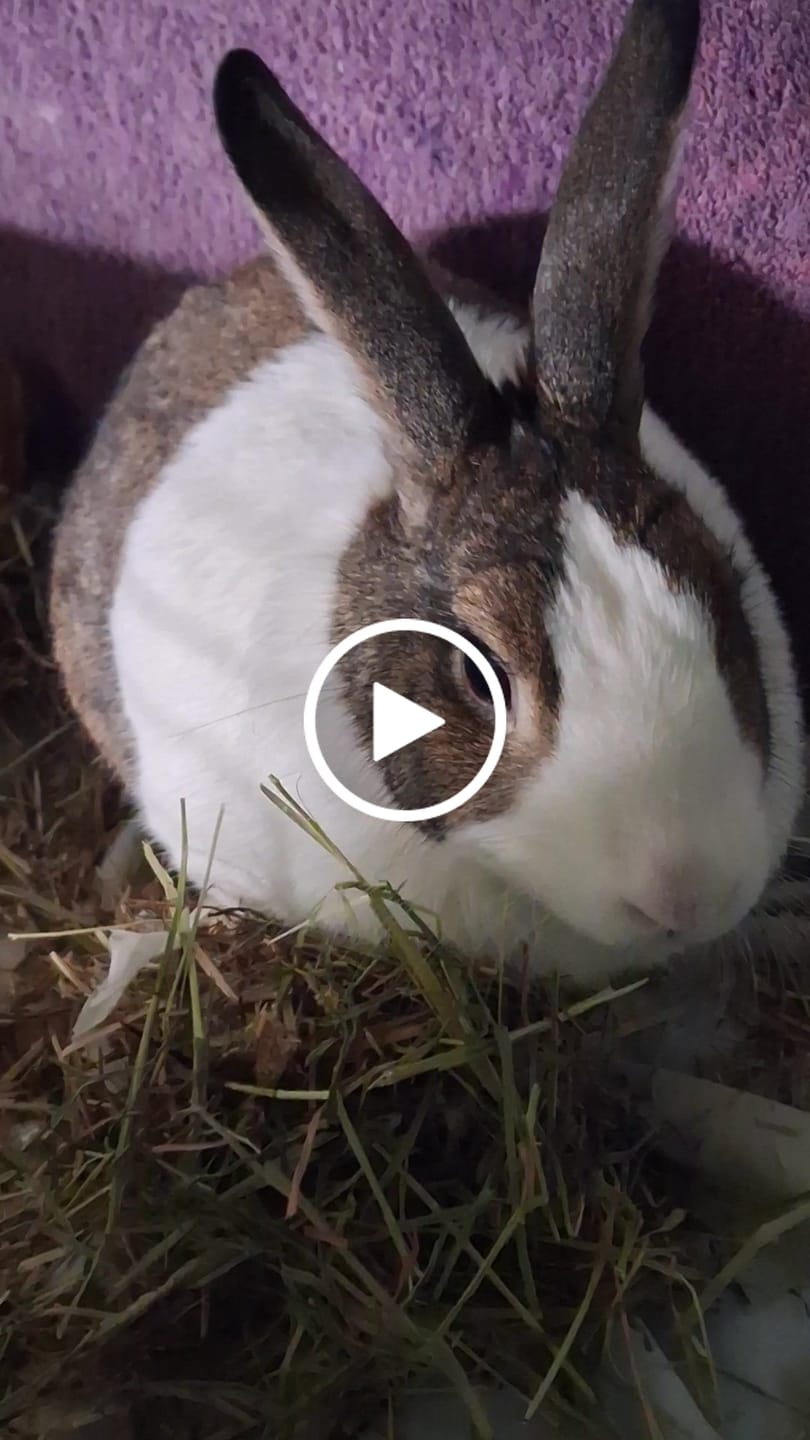 Customer video review of Second Cut Timothy Hay - Ultra Premium Canadian Hay for Rabbits and Guinea Pigs