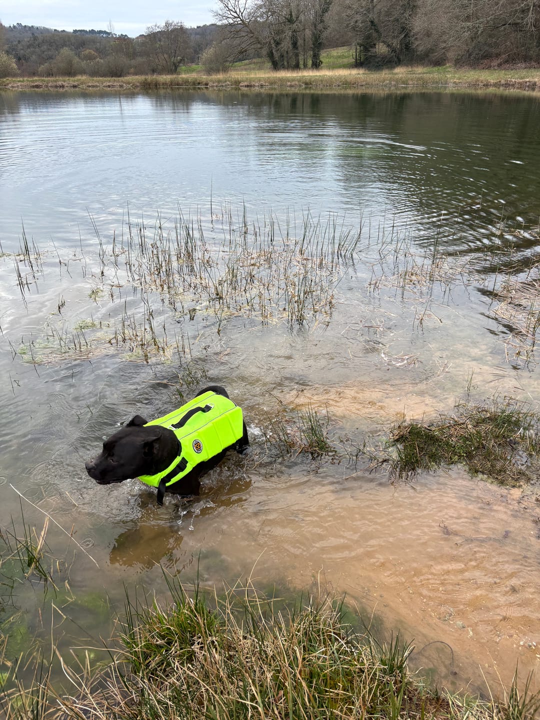 Customer photo review of Staffordshire Bull Terrier 1935® Life Jacket - Neon Green