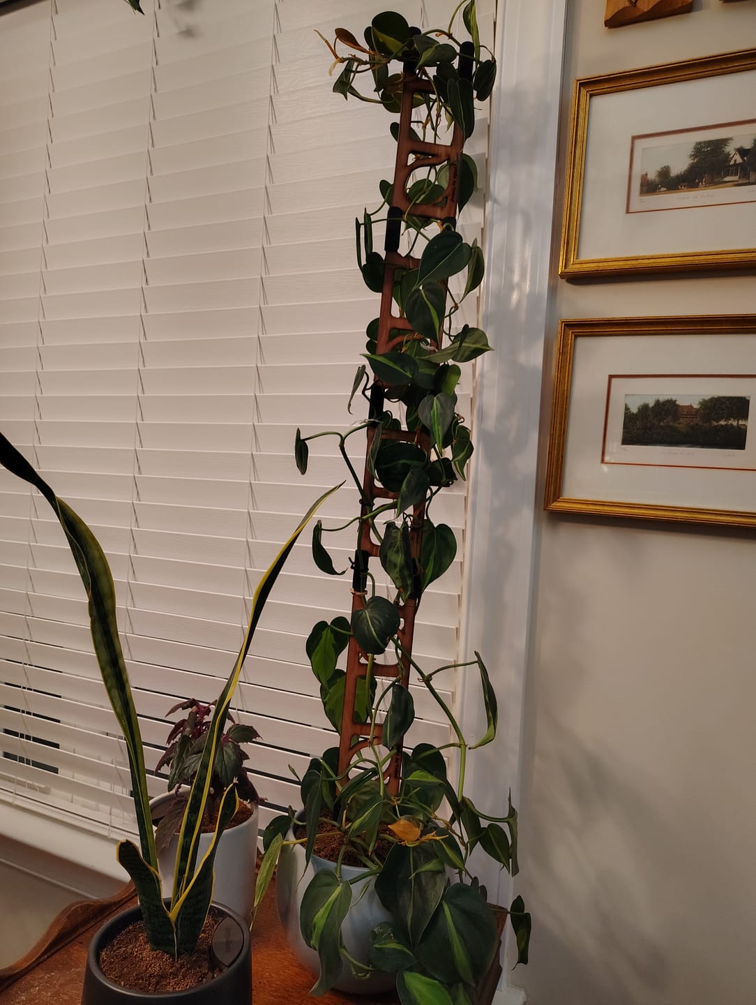 Customer photo review of Stella - Modular ladder support