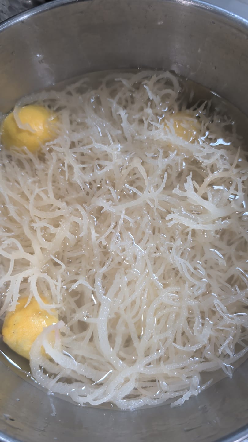 Customer photo review of Wildcrafted St Lucian Sea Moss from the pristine waters of St. Lucia