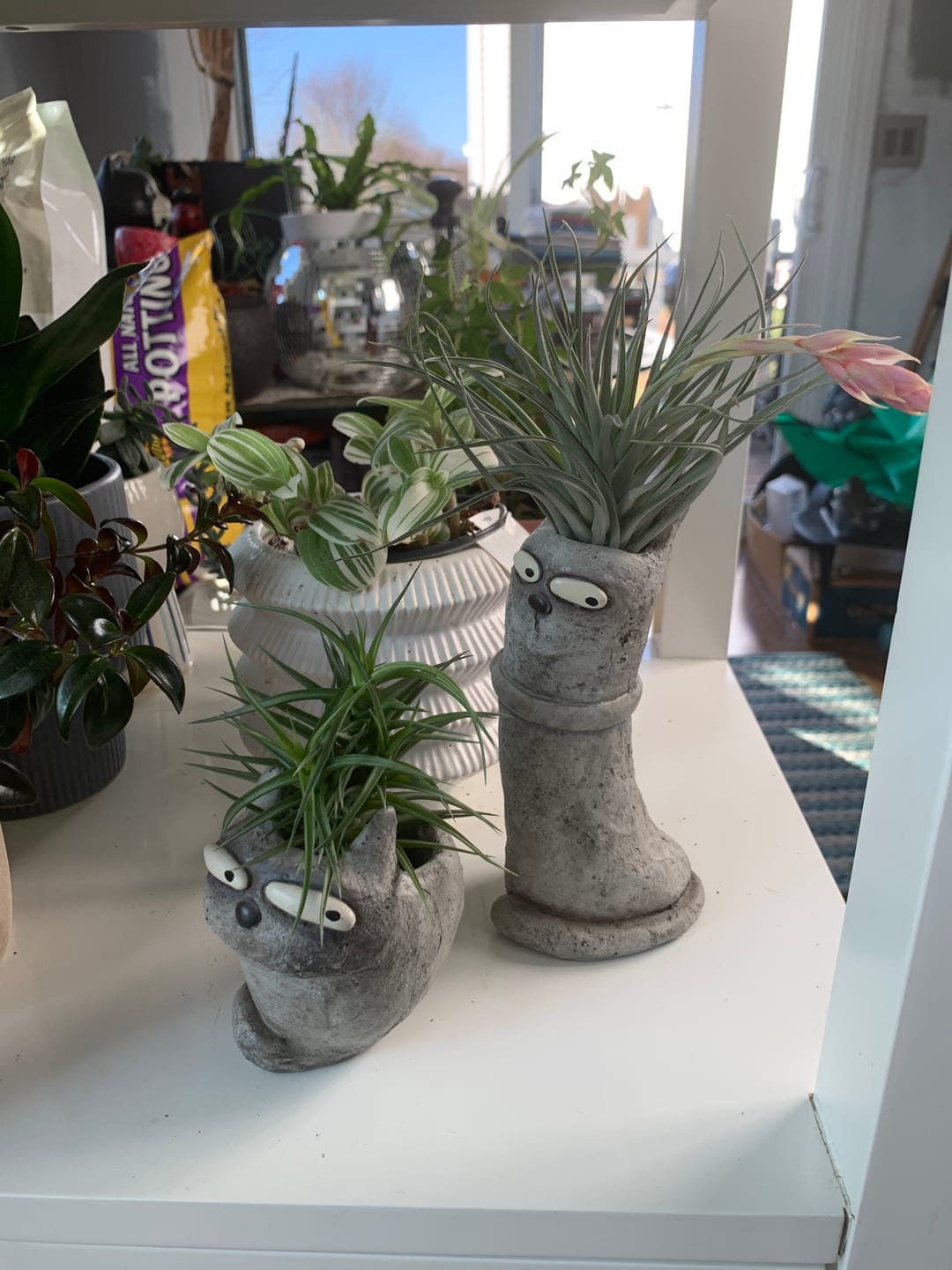 Customer photo review of Air Plant Mystery Box - Curated Tillandsia Collection | 5 Tiers Available
