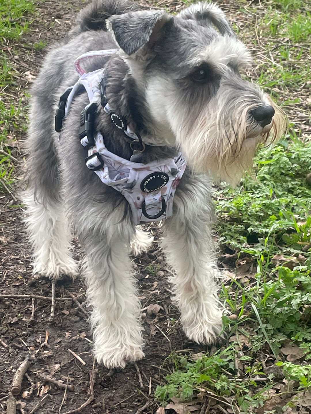 Customer photo review of 3-Click Tough Step-in Dog + Puppy Harness | Pressed Petal