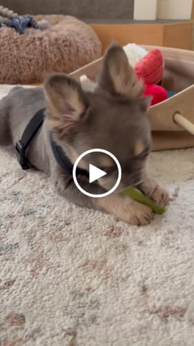 Customer video review of Long-Lasting Yak Chews — 4 Flavor Pack