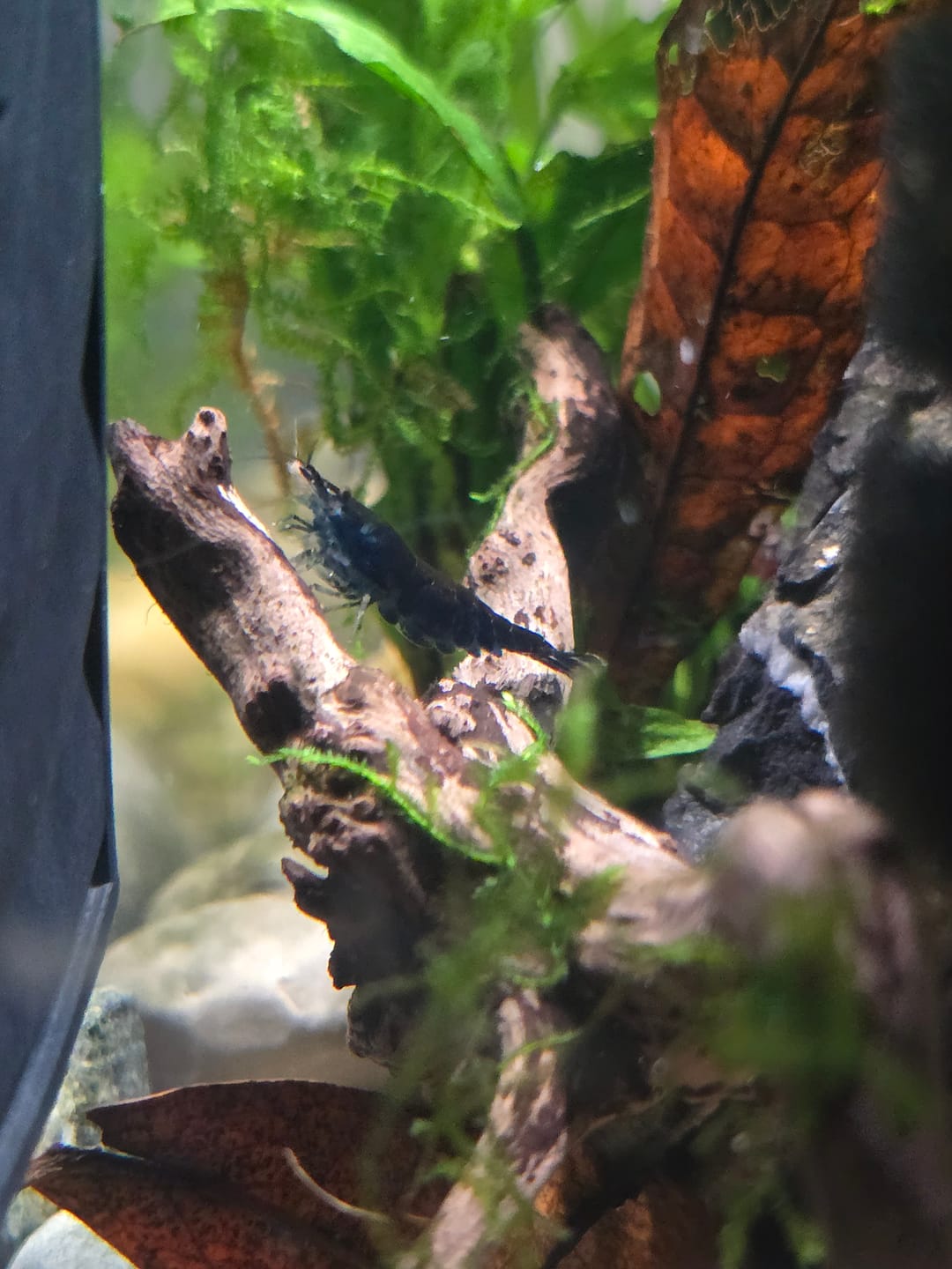 Customer photo review of Chocolate Shrimp