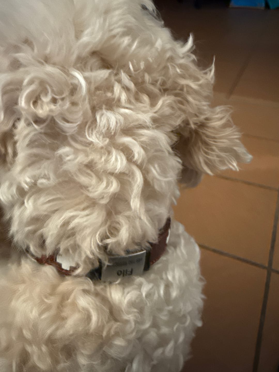 Customer photo review of Klapperfreie Hundemarke Silikonslider mit Edelstahl-Schild für Halsbänder inkl. GRATIS Gravur