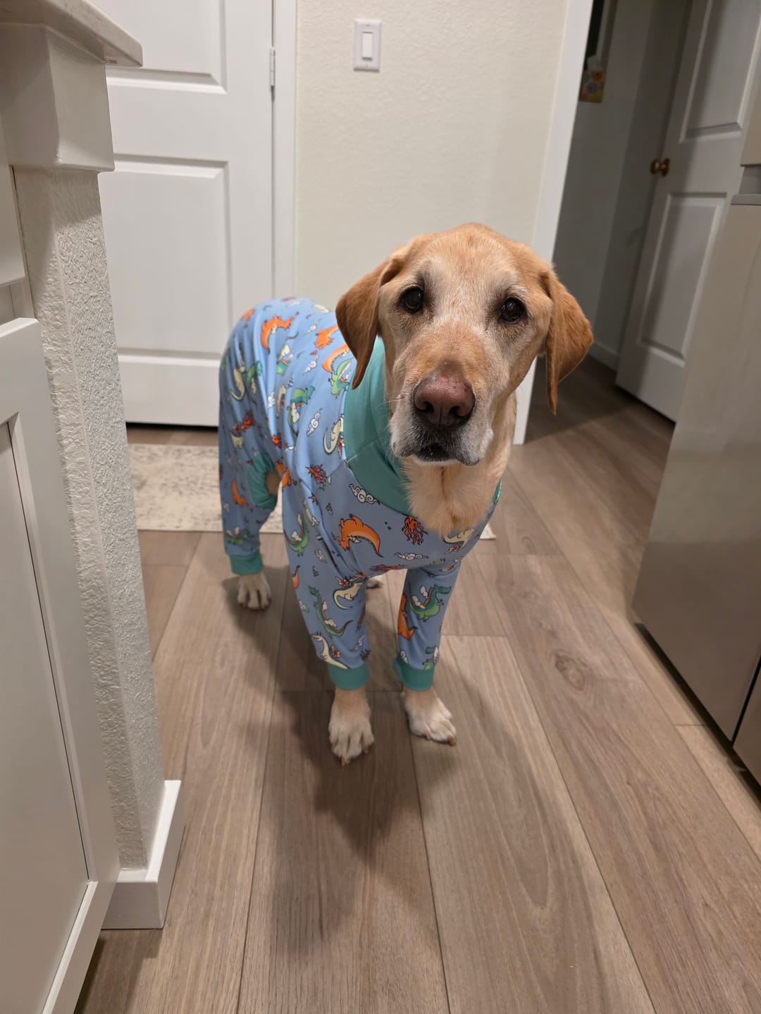Customer photo review of Dog Pajama - Dragons