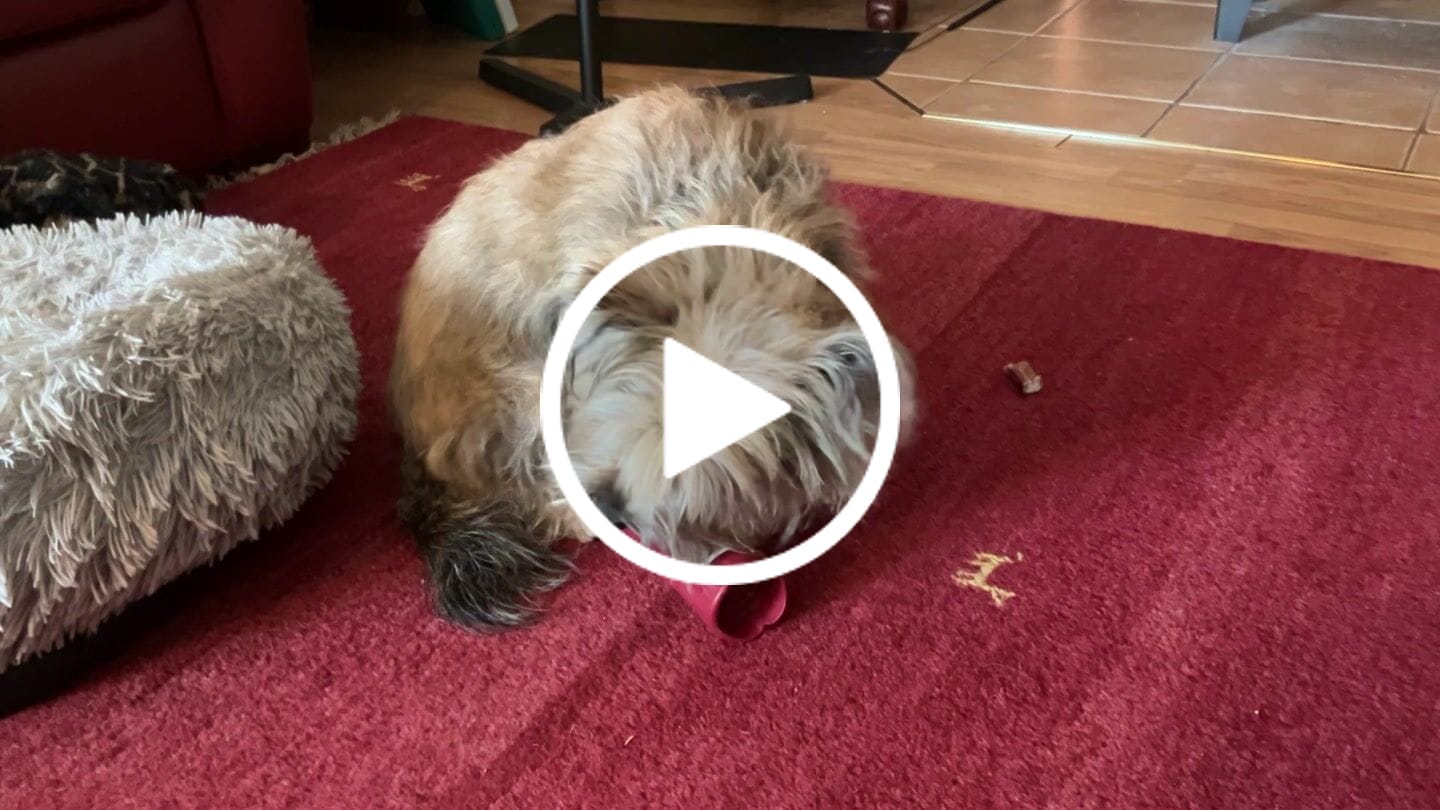 Customer video review of 6 Inch Standard Braided Bully Stick